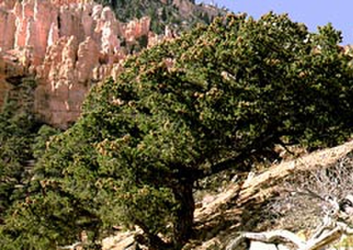Pinus edulis.jpg