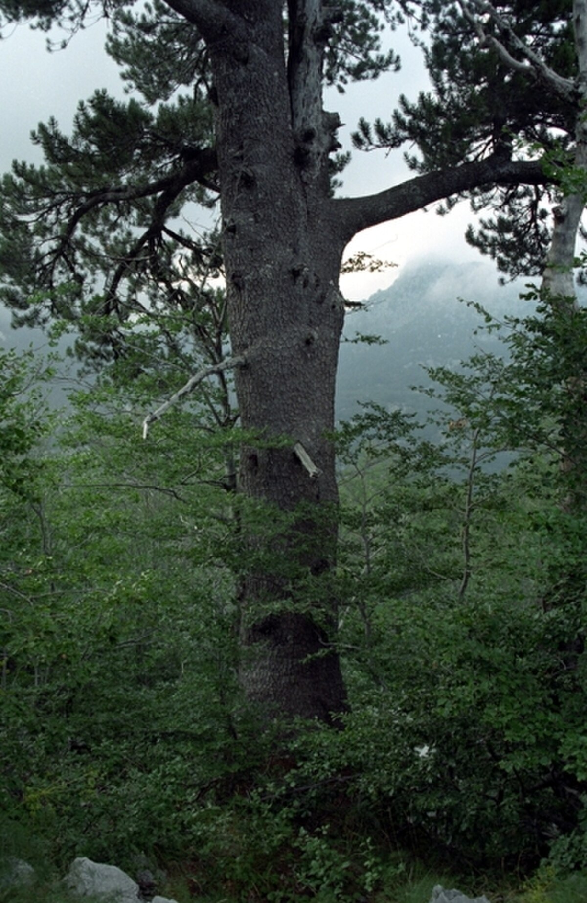 Pin de Bosnie