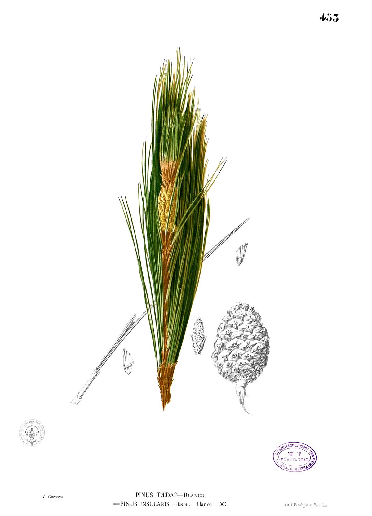 Pinus insularis