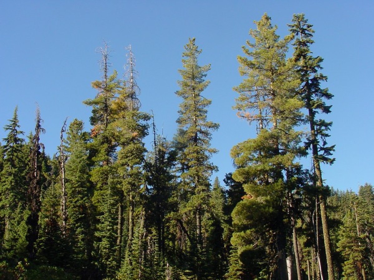 Pinus monticola1.jpg