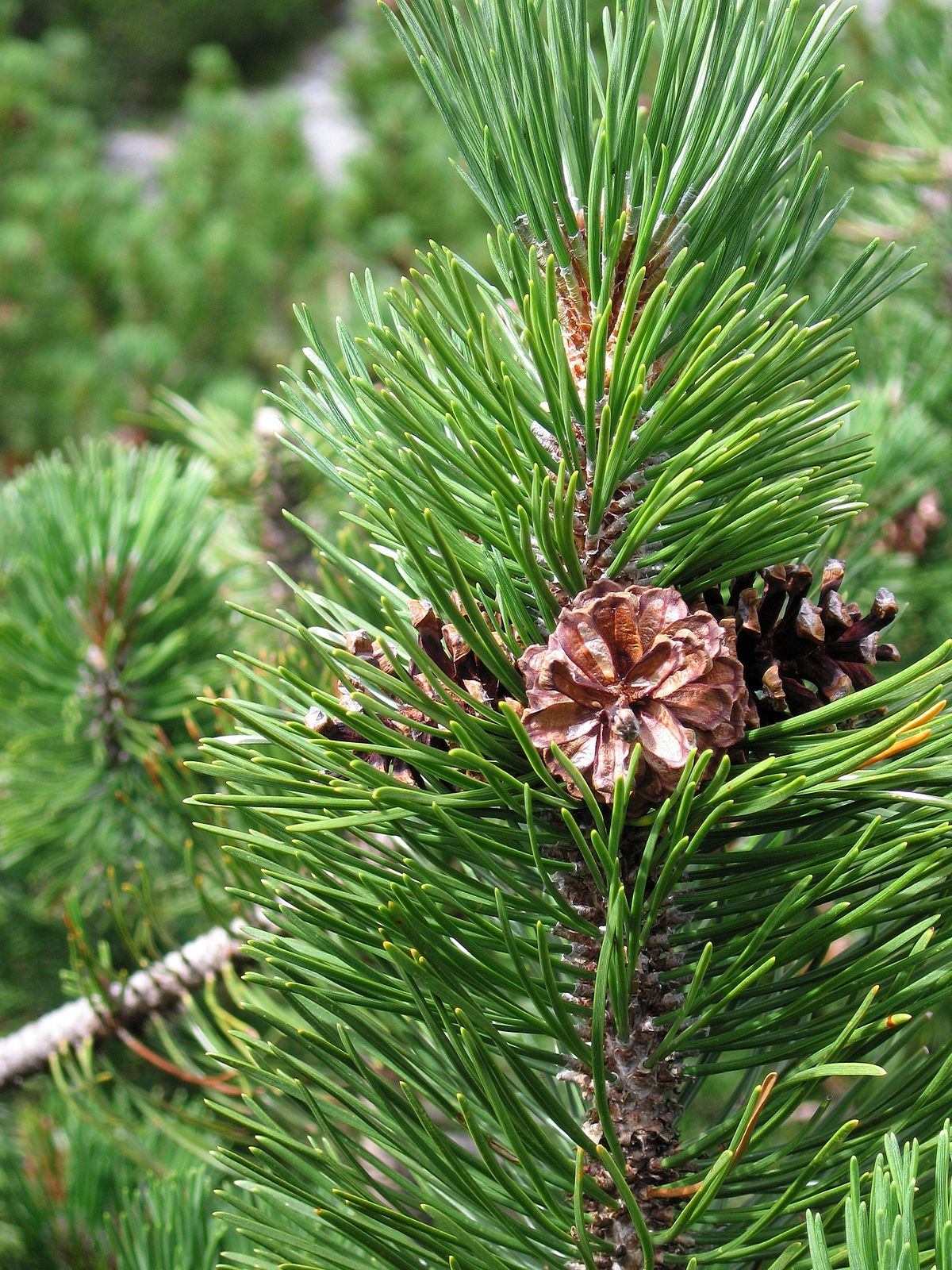 Pin de montagnes