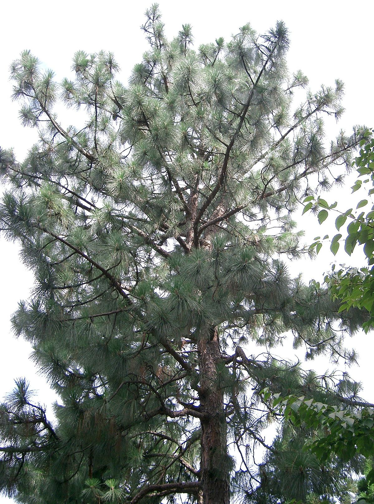 Pinus palustris2.jpg