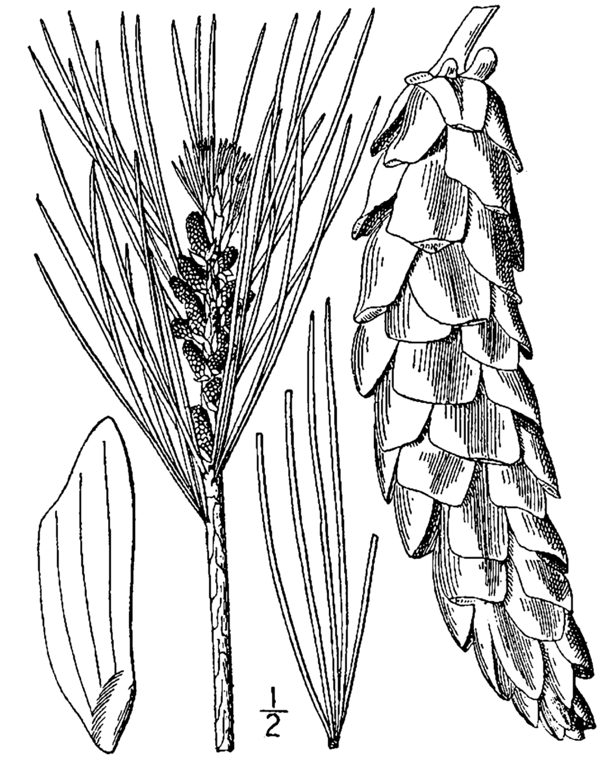 Pin blanc d'Amérique