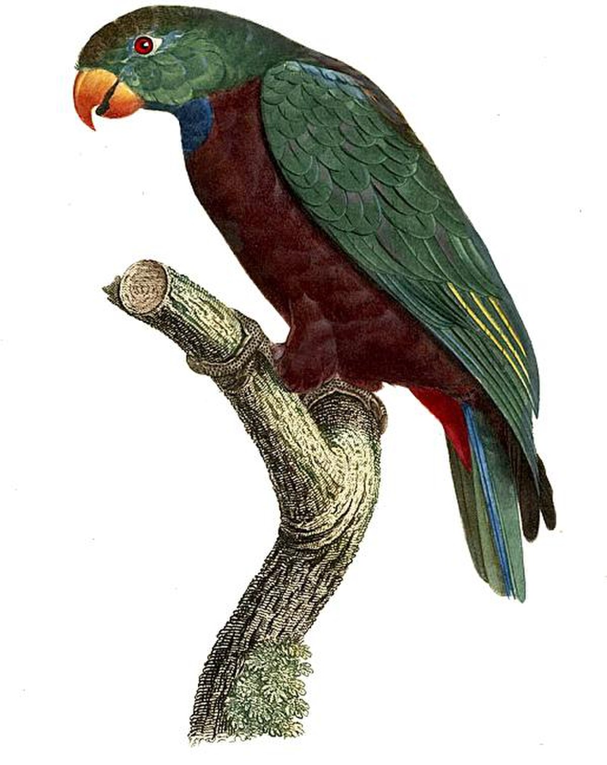 Pione à bec rouge