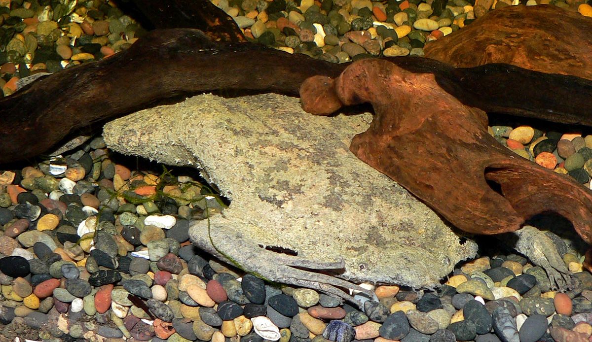 Pipa (amphibien)