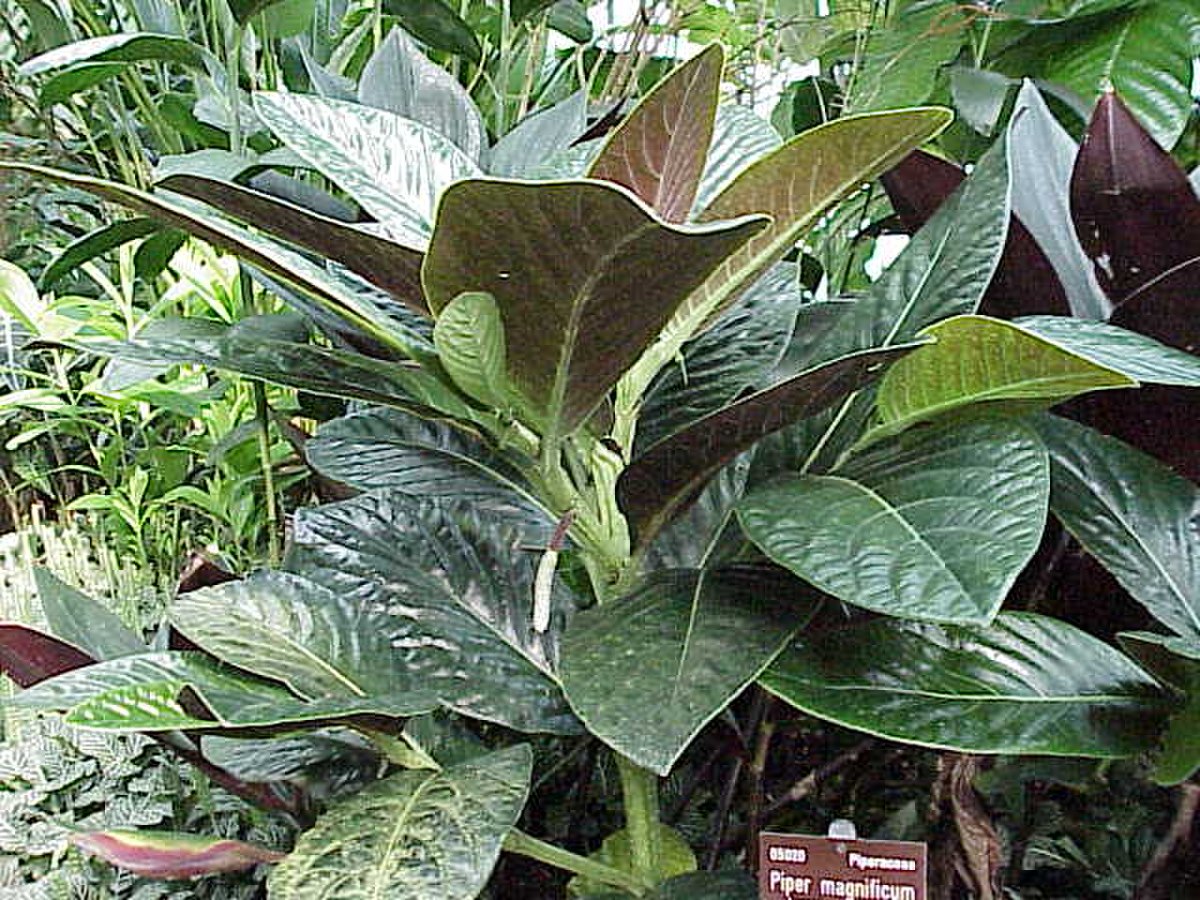 Piperaceae
