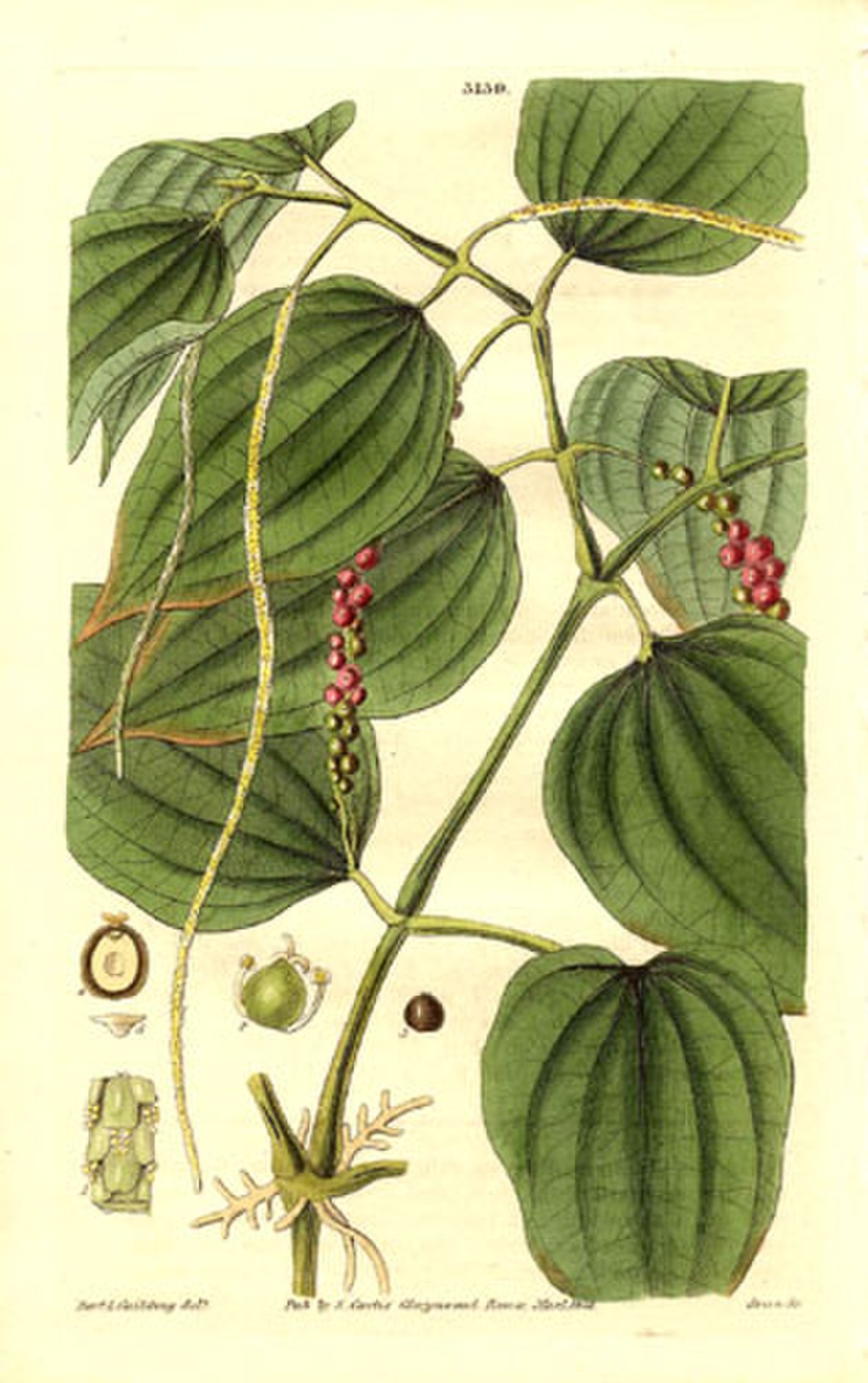 Piperales