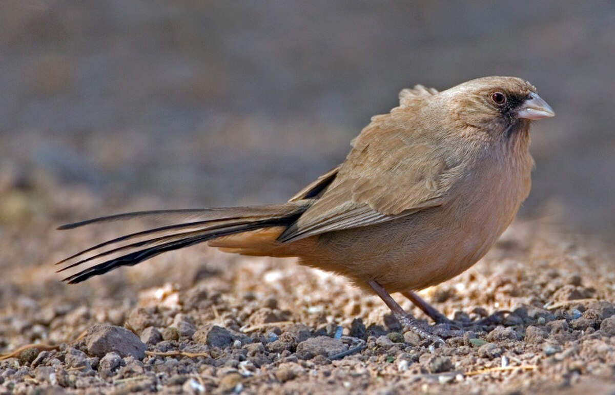 Tohi d'Abert