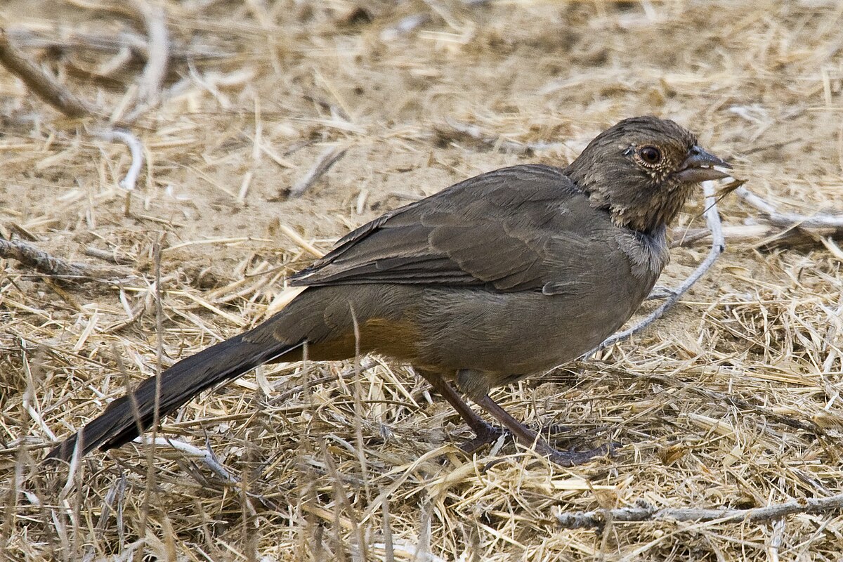 Pipilo crissalis.jpg