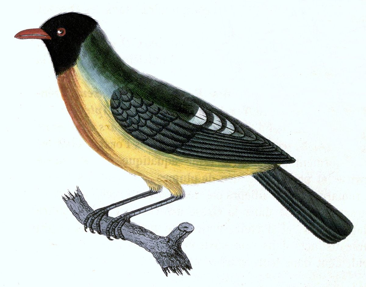 Cotinga magnifique