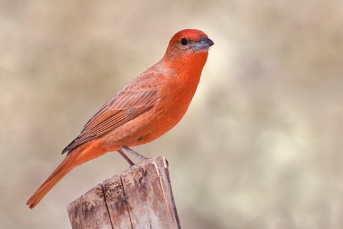 Tangara orangé