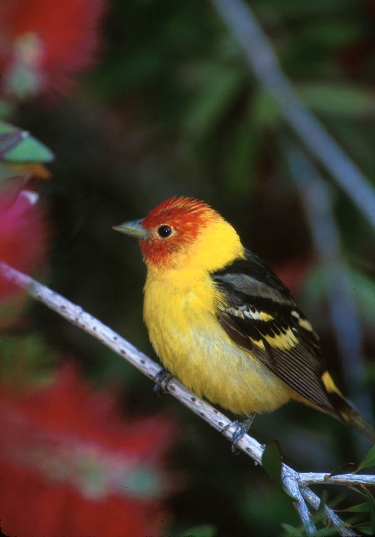 Thraupidae