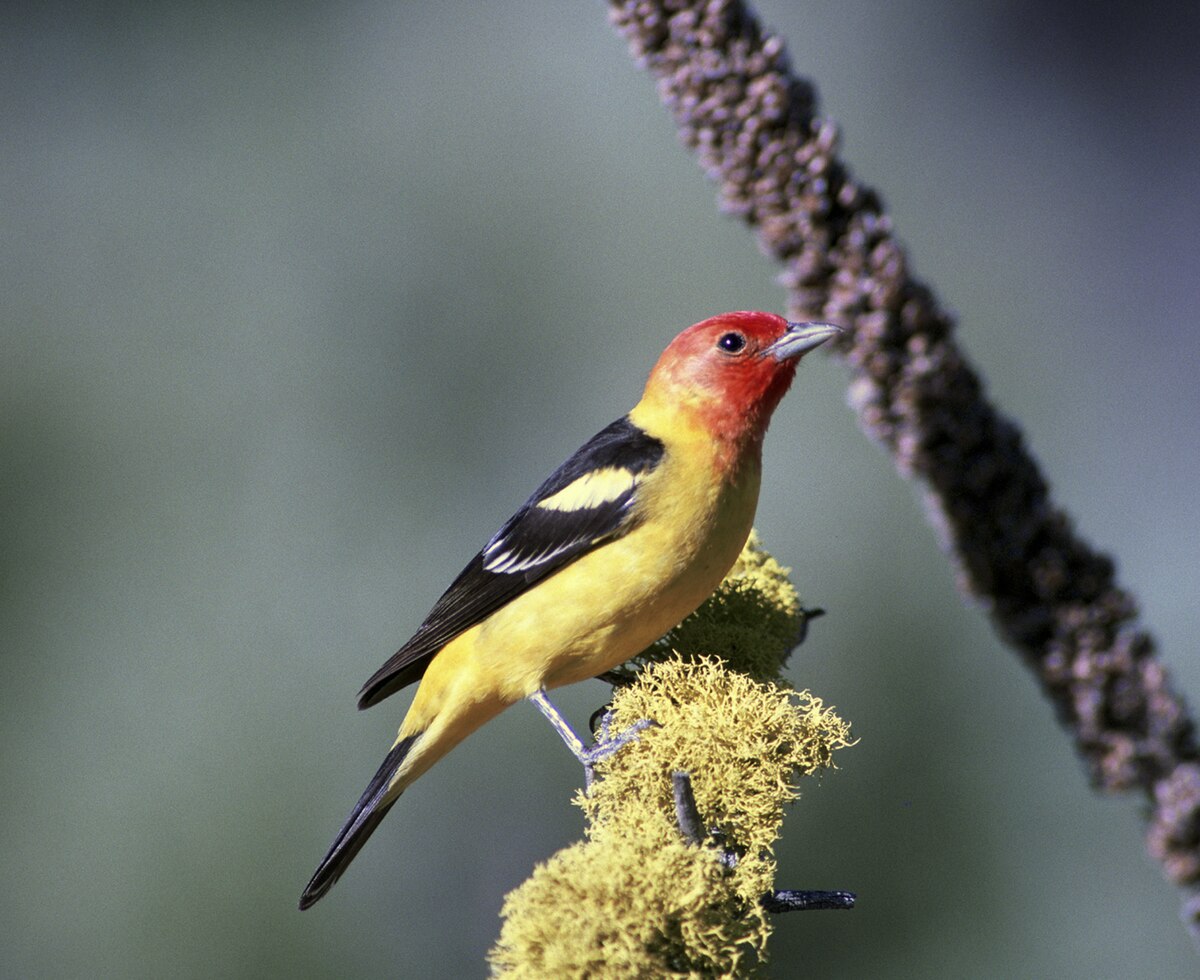Piranga