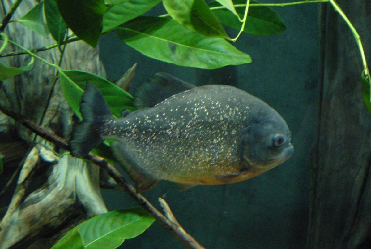 Serrasalminae