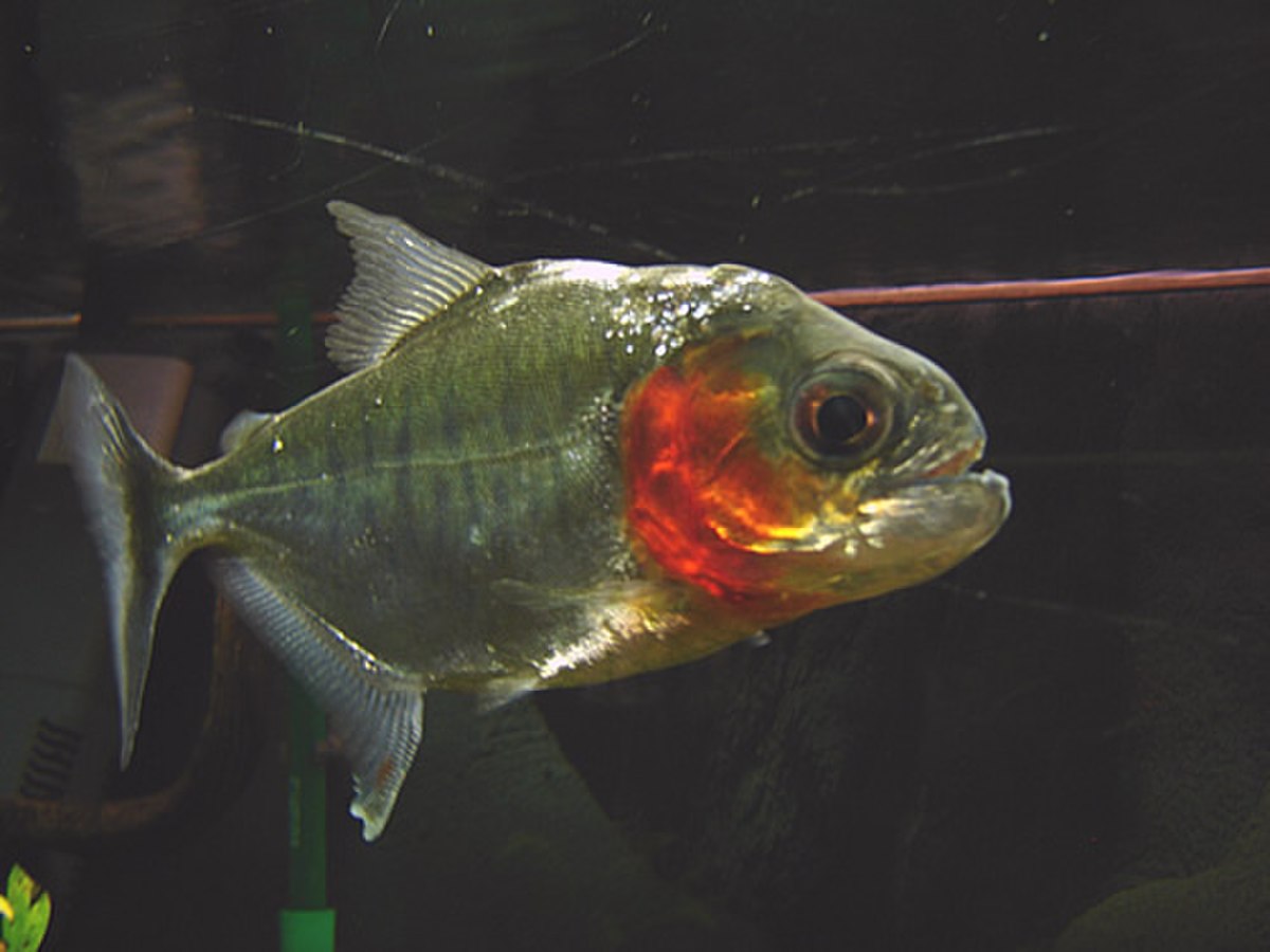Serrasalmus