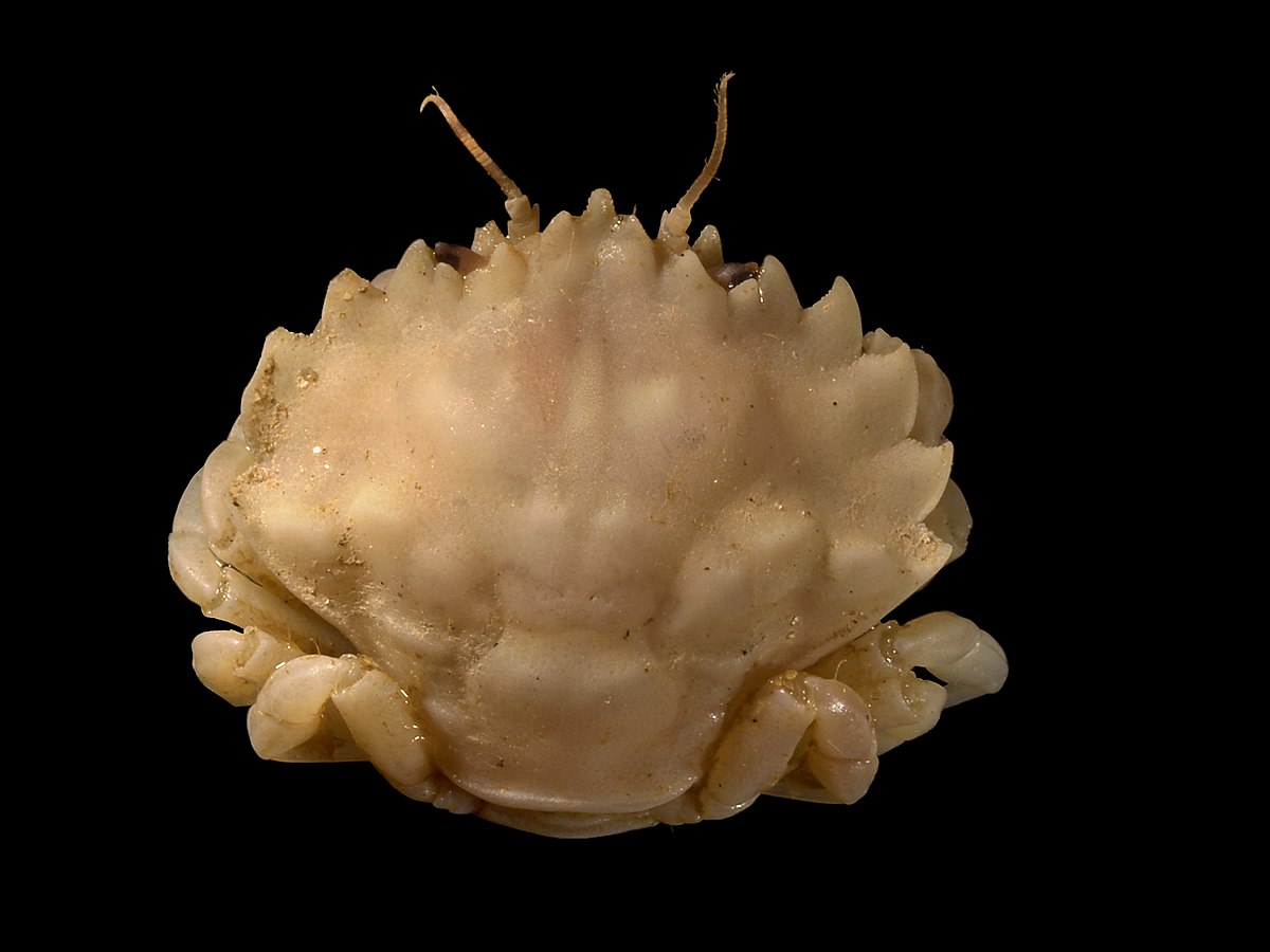 Pirimelidae