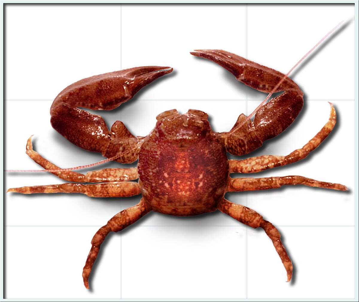 Pisidia longicornis