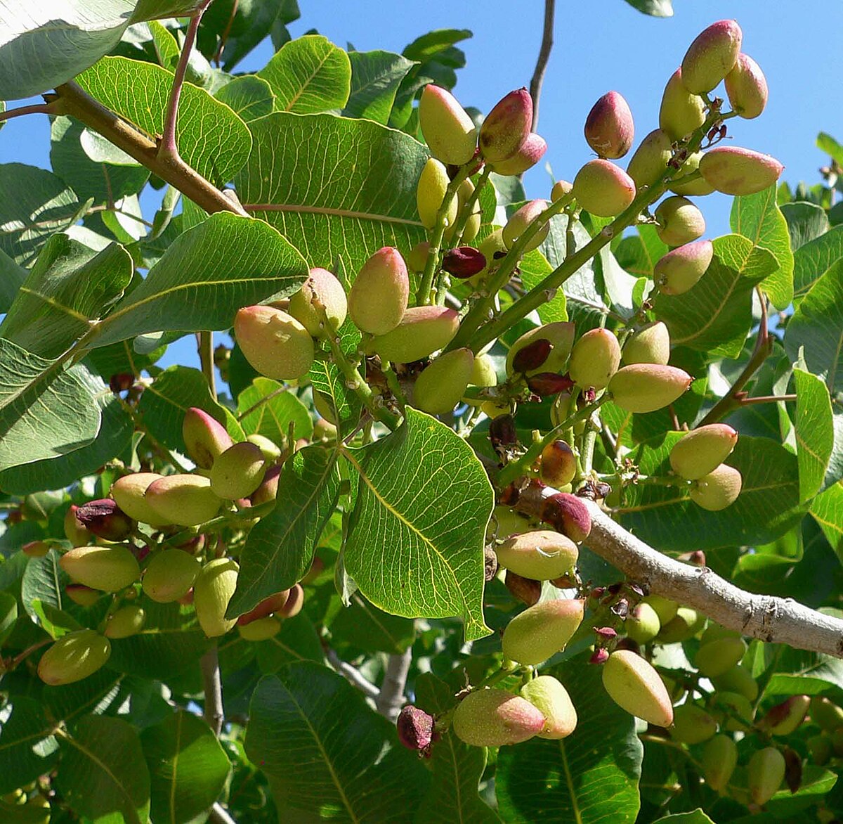 Pistachier vrai
