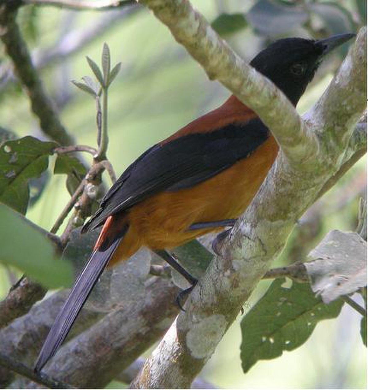 Pitohui bicolore