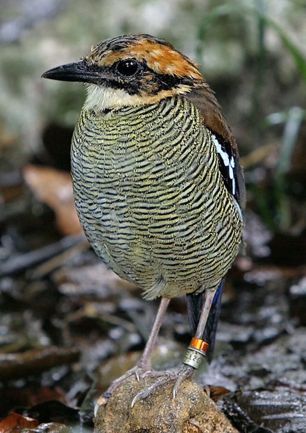 Brève azurine