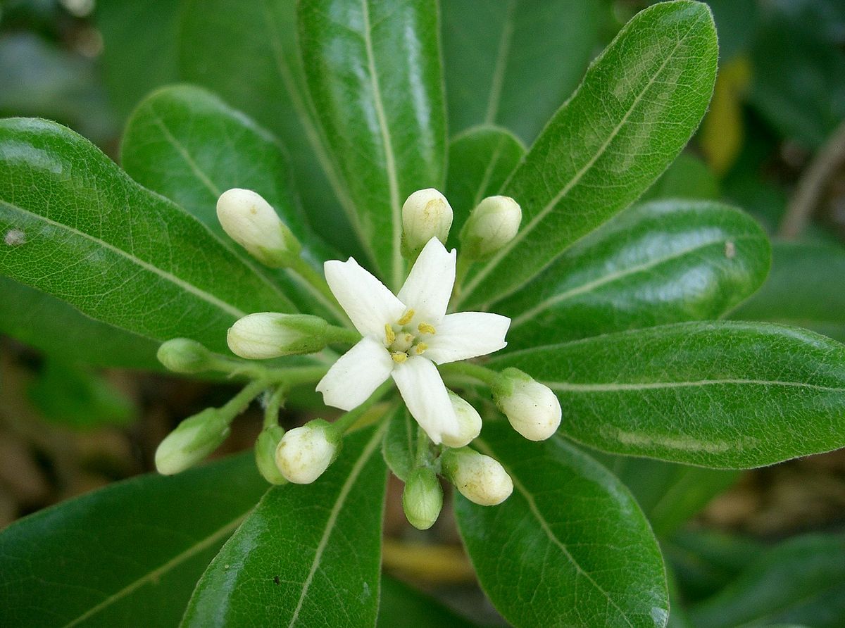 Pittosporum
