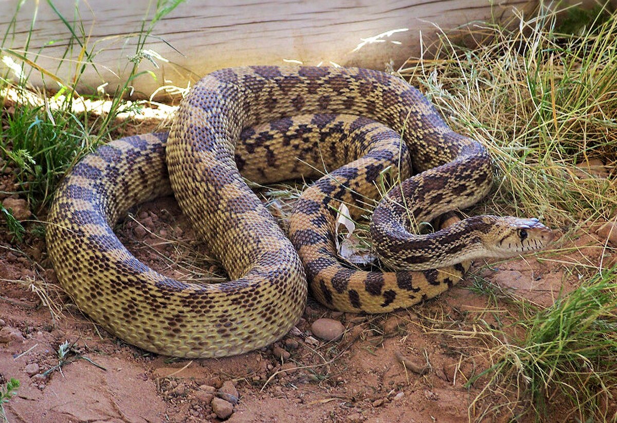 Pituophis catenifer