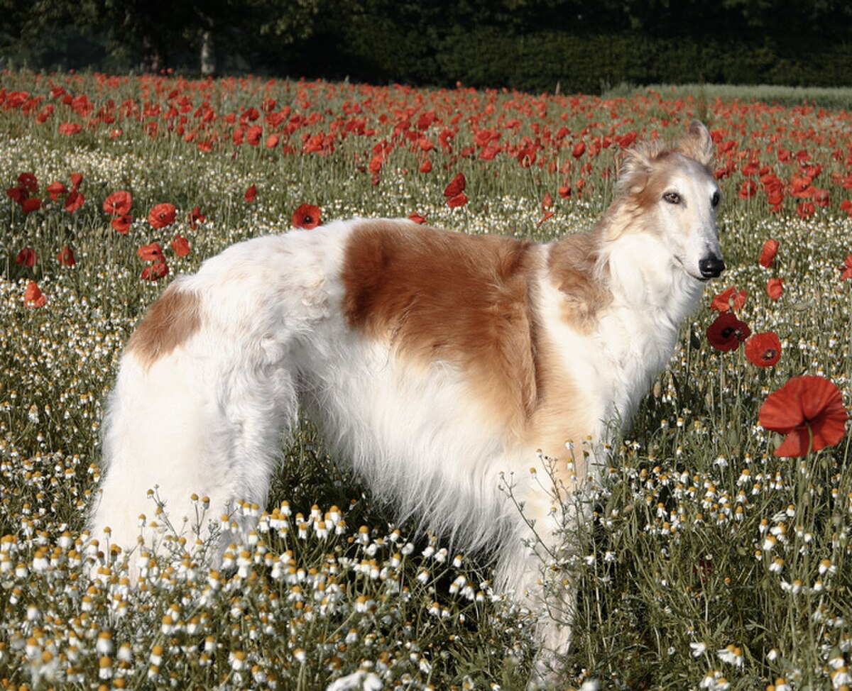 Barzoï