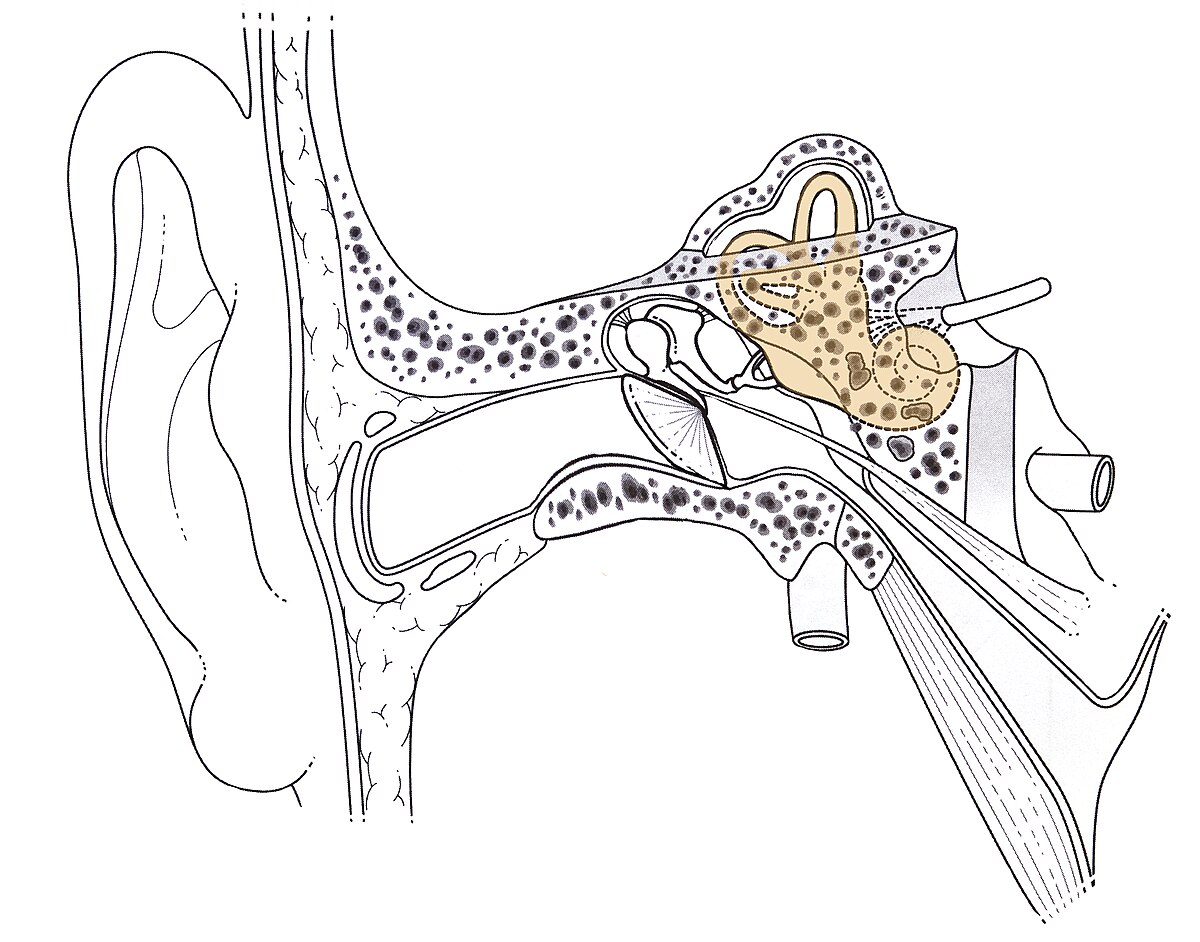 Oreille interne