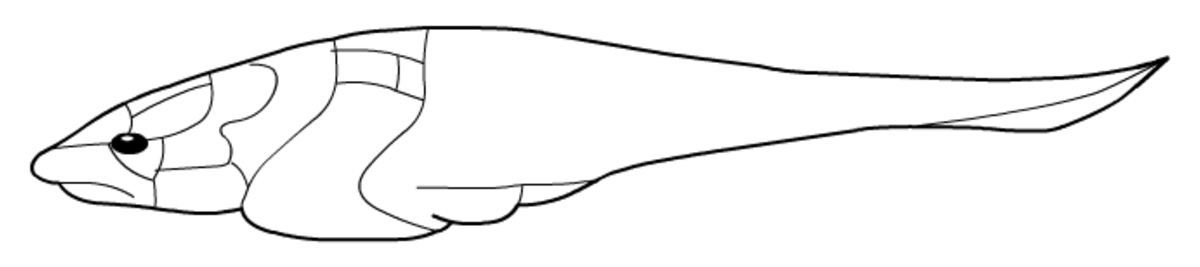 Placodermi (classification phylogénétique)