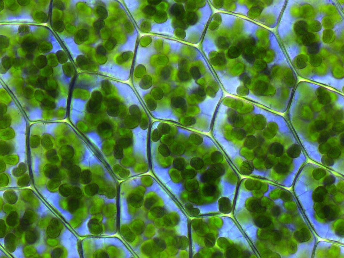 Chloroplaste