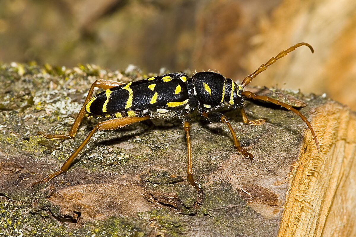 Plagionotus