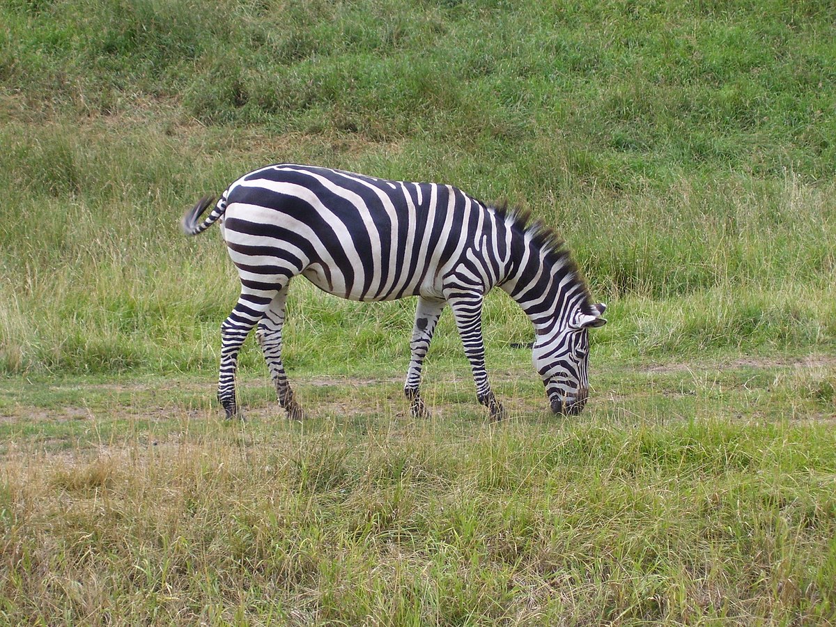 Equus quagga