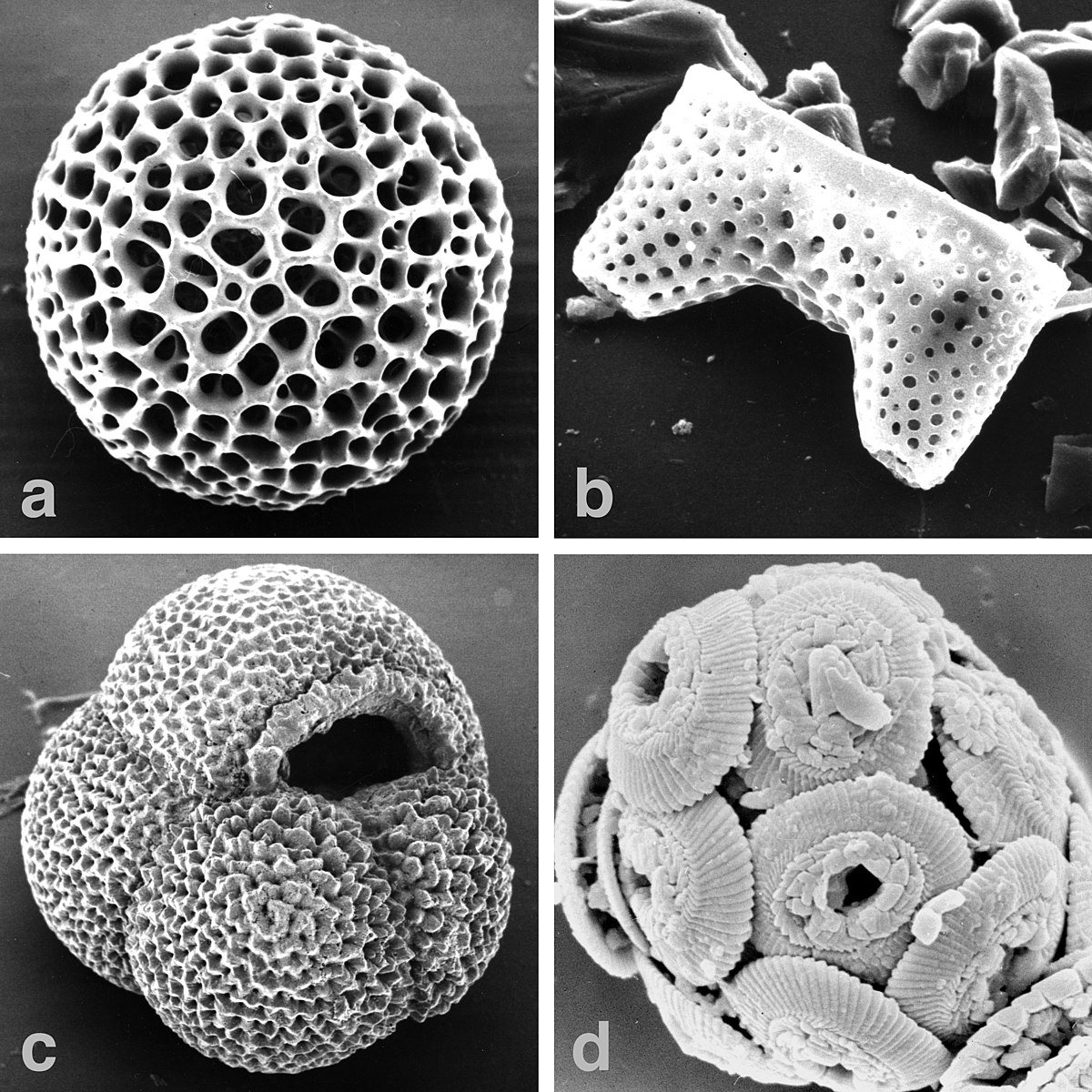 Microfossiles