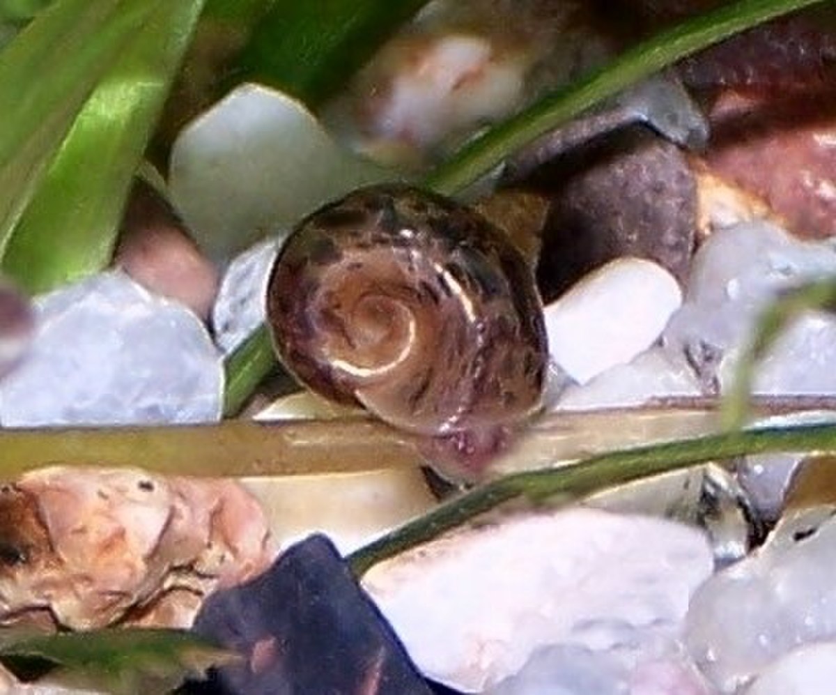 Planorbis corneus