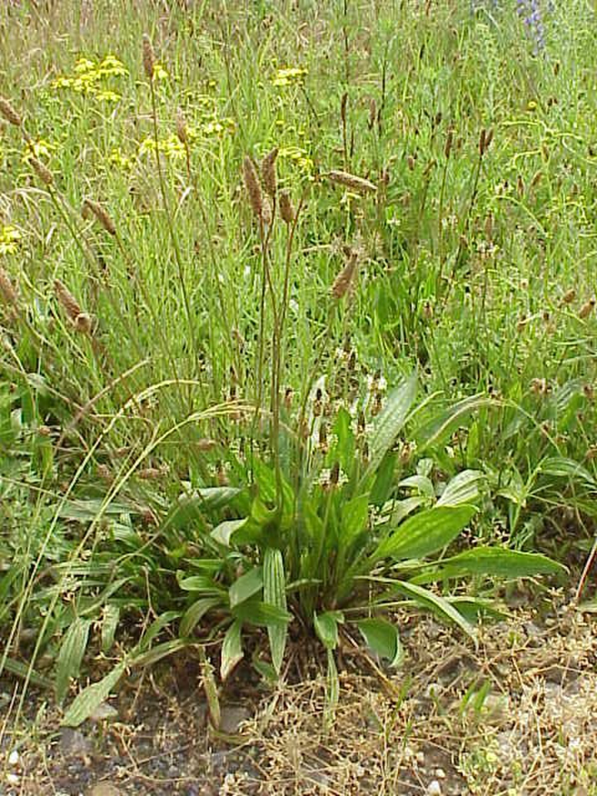 Plantago