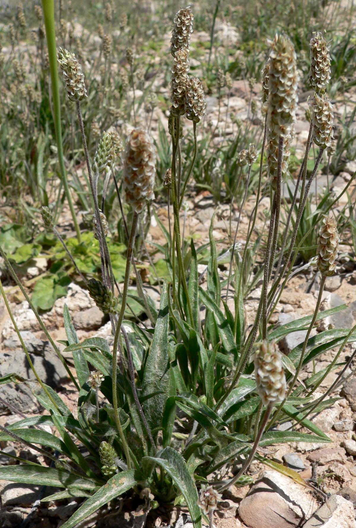 Psyllium