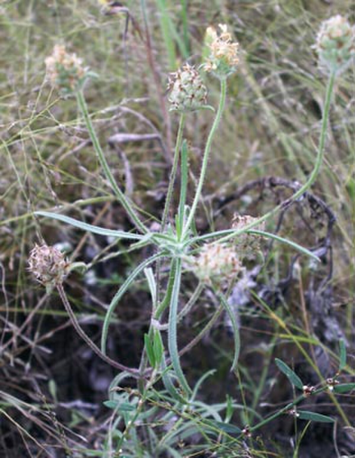 Plantain des sables