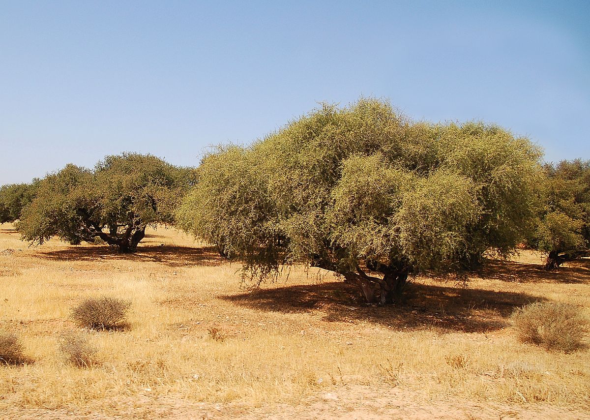 Huile d'argan