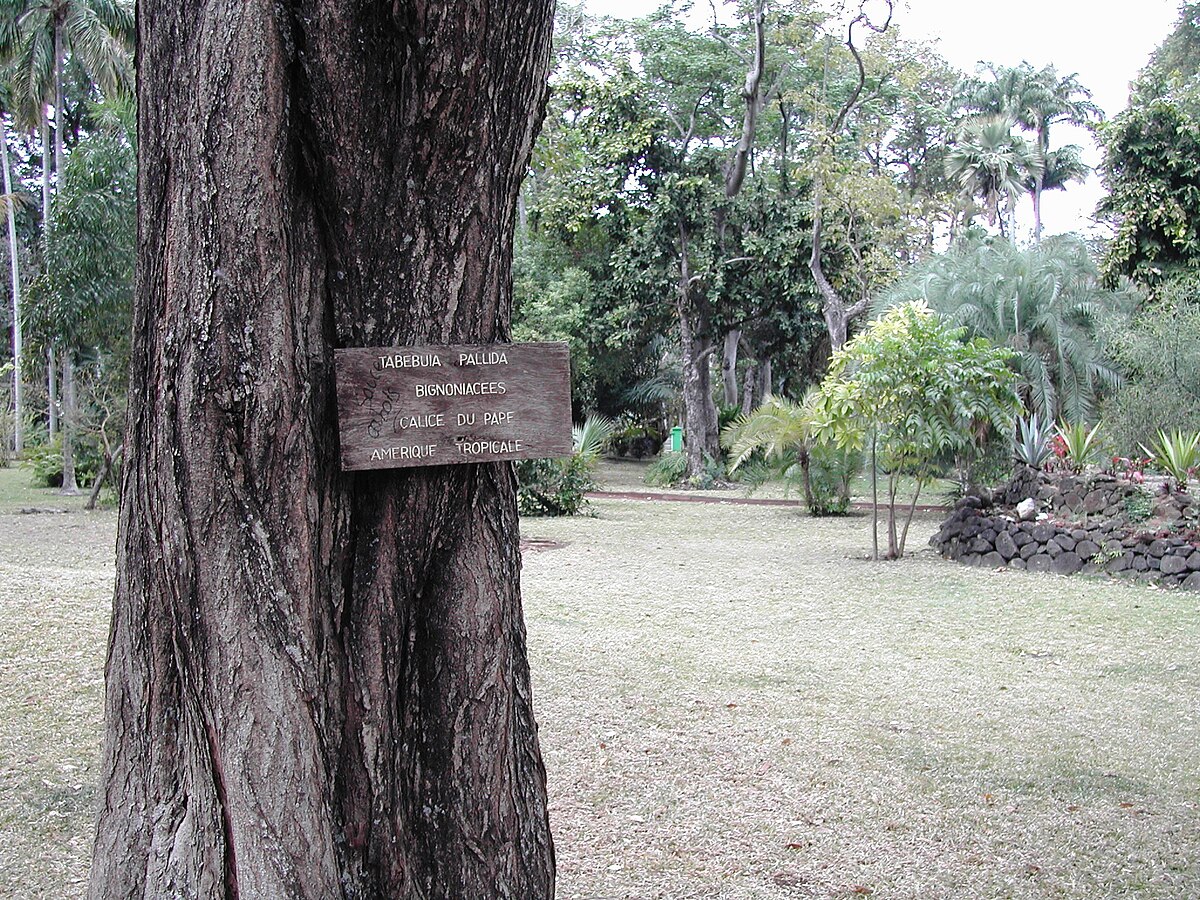 Tabebuia pallida
