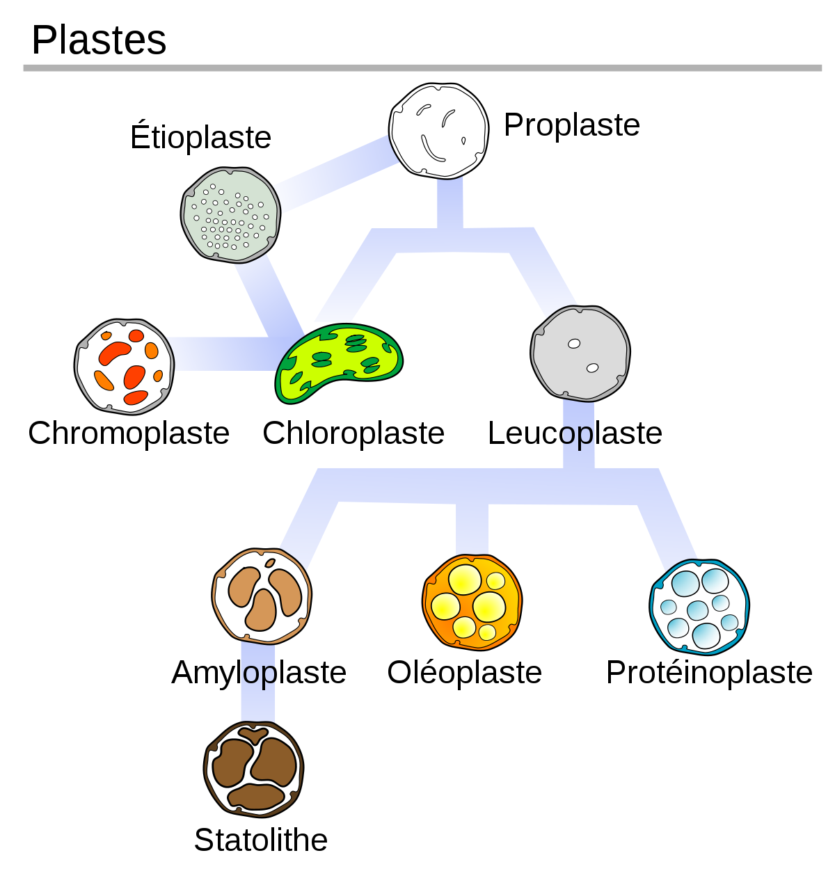 Plaste