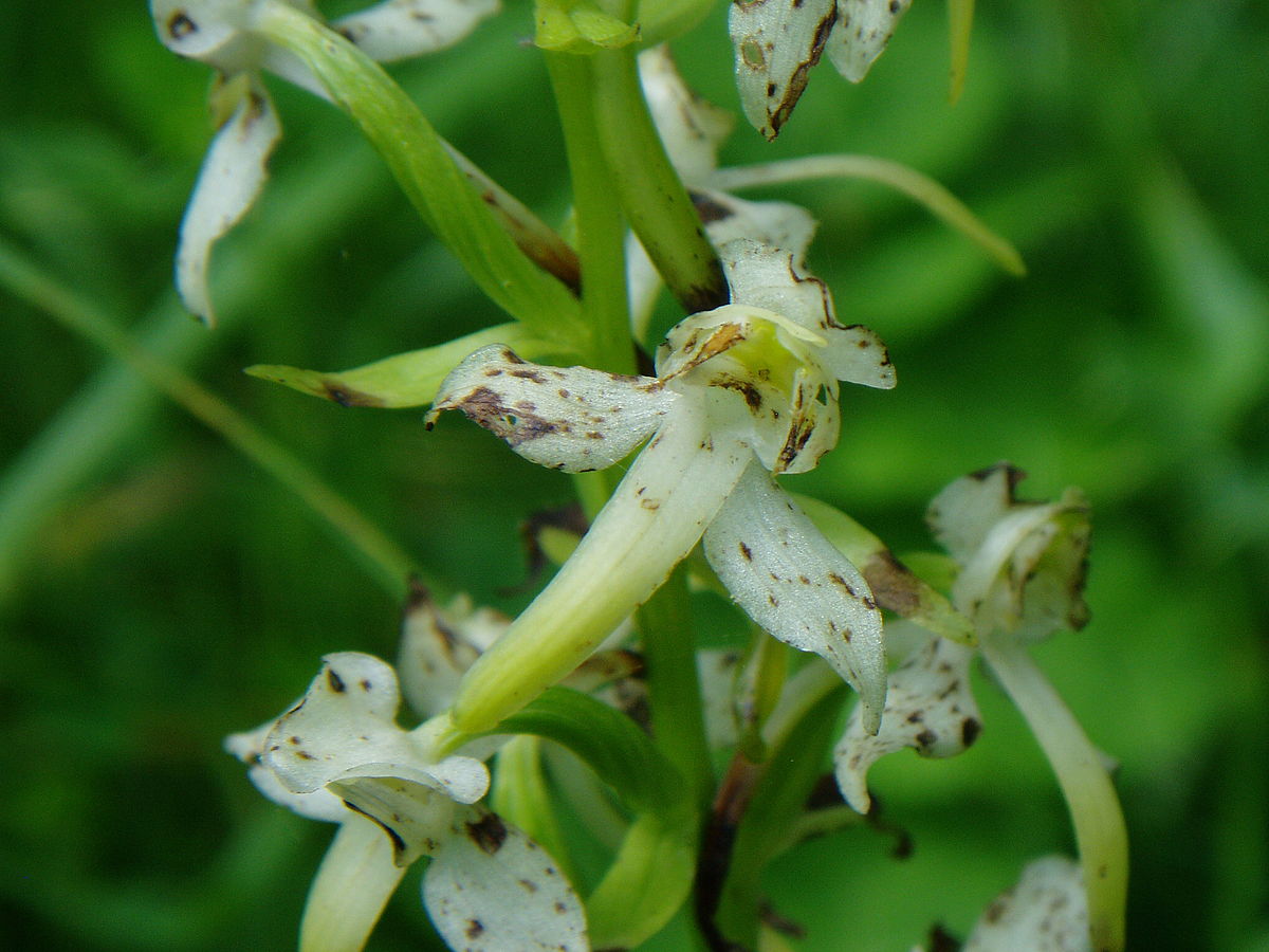 Platanthera chlorantha2.jpg