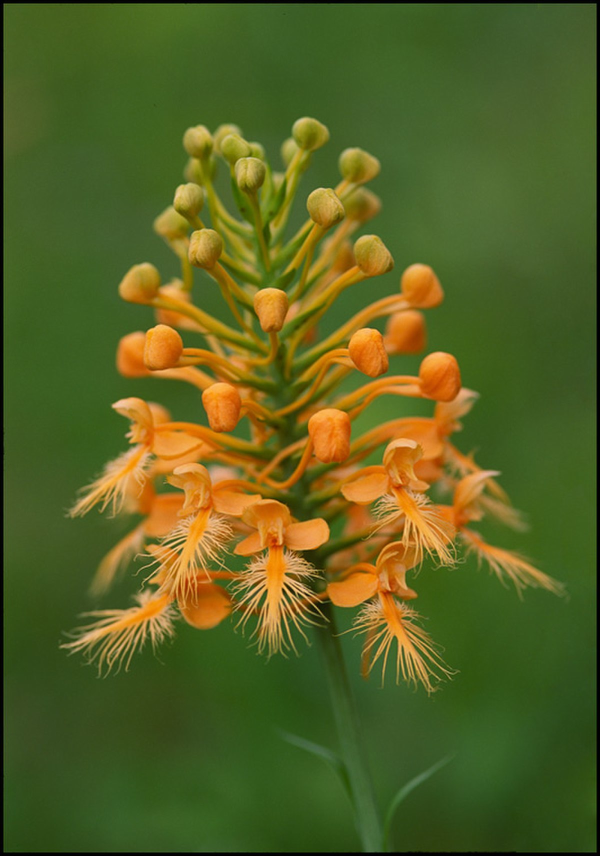 Platanthera