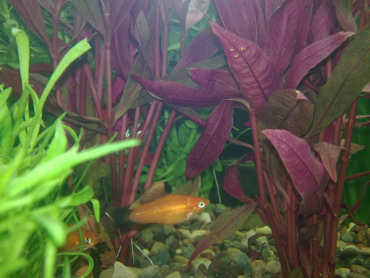 Platy 2.jpg