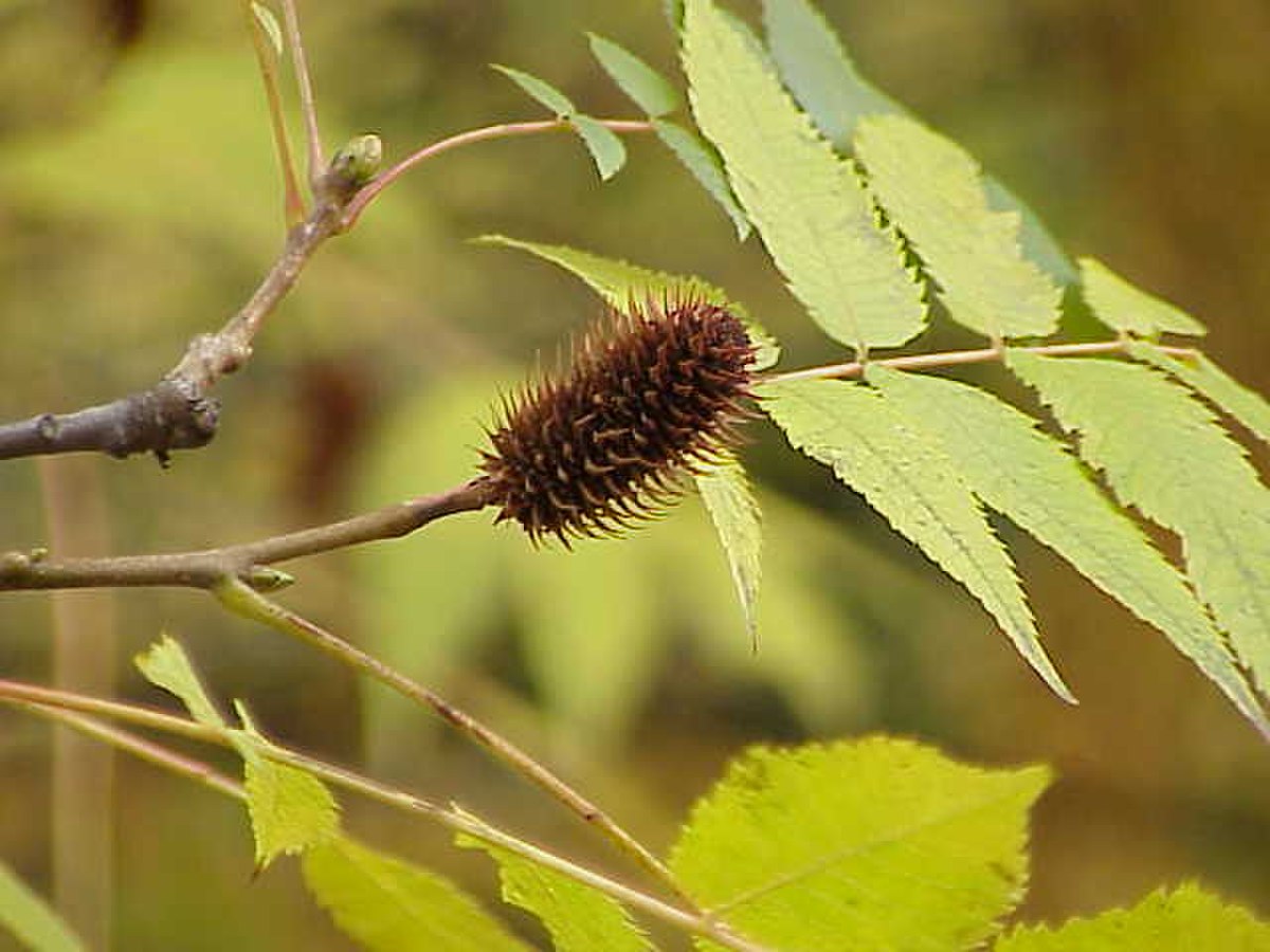 Juglandaceae