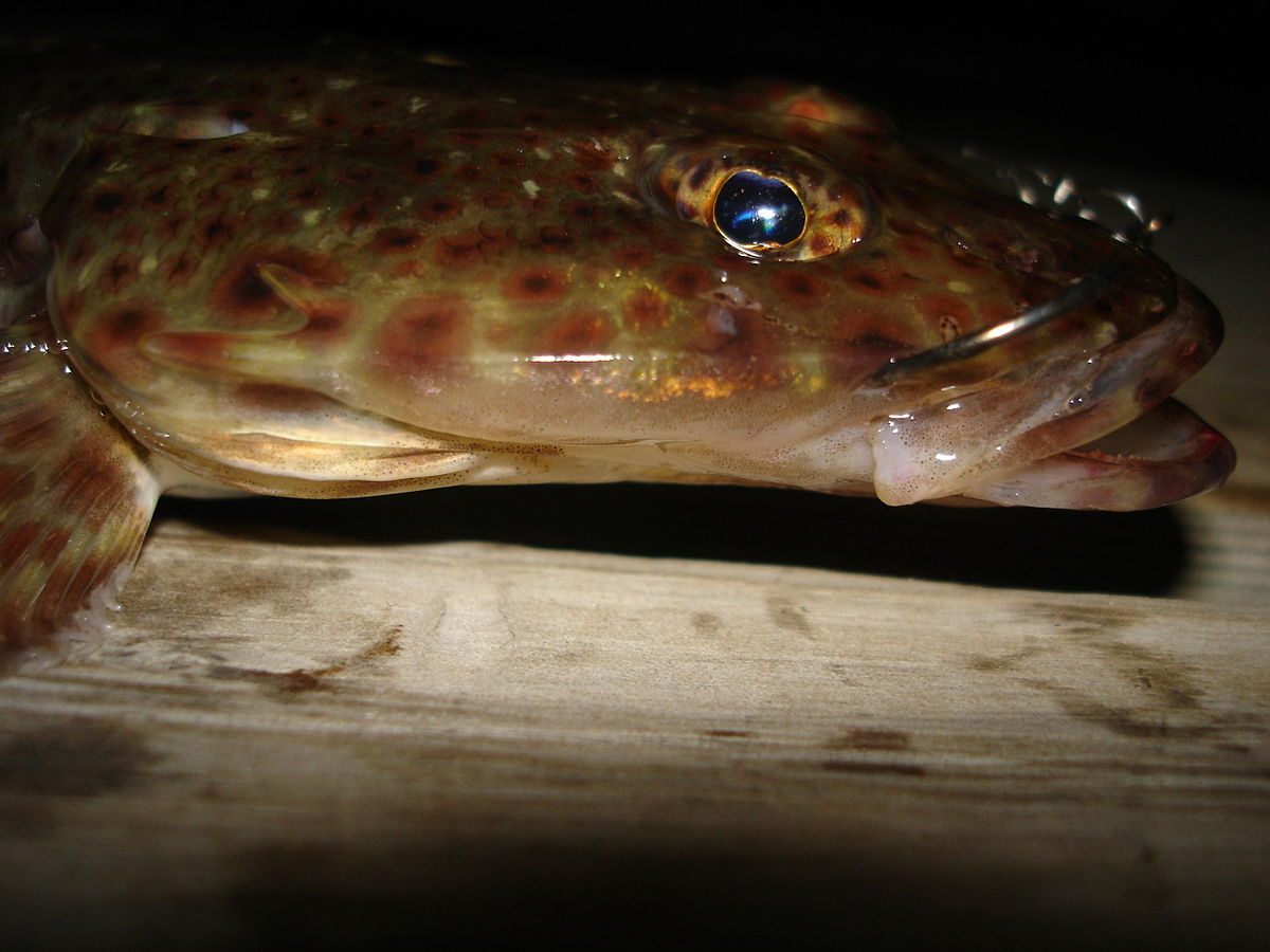 Platycephalus bassensis