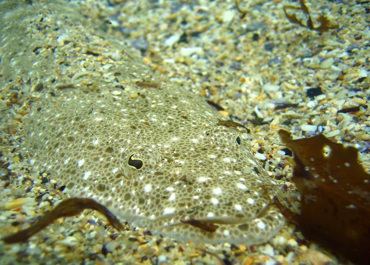Platycephalus