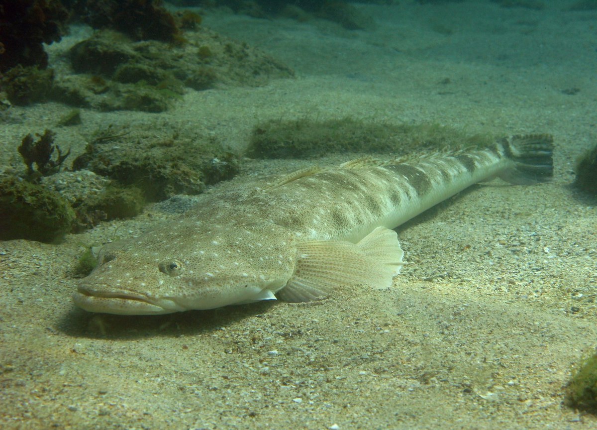 Platycephalidae