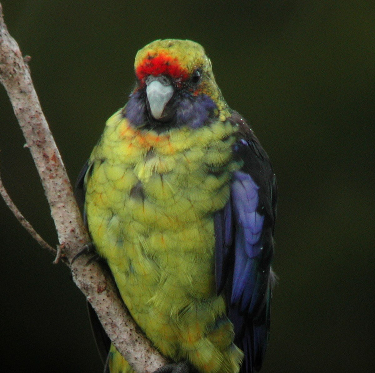 Platycercus caledonicus -Tasmania-8.JPG