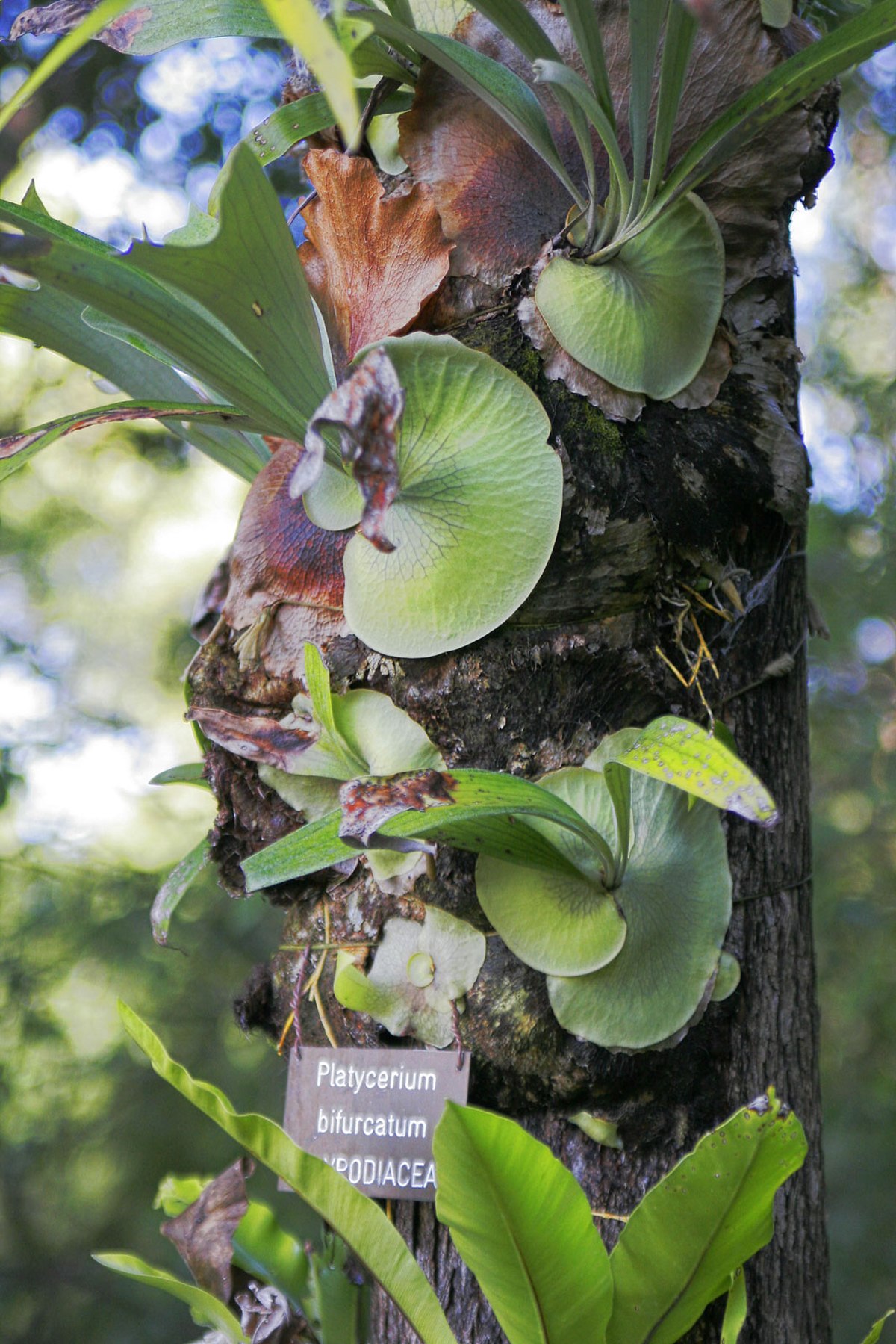 Platycerium