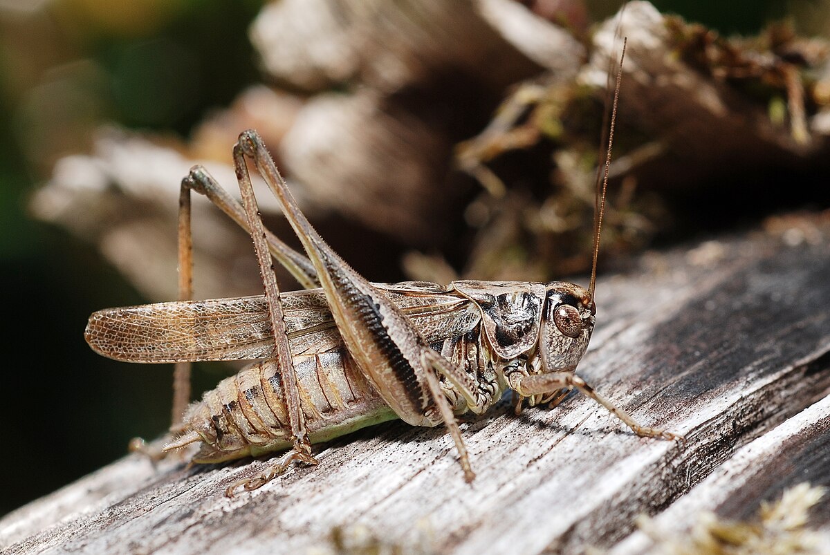 Platycleis
